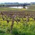 Alvina Pernot, Bourgogne Cote d'Or, Chardonnay
