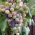 Puma Road Pinot Noir Estate Grown Pedregal Vineyard